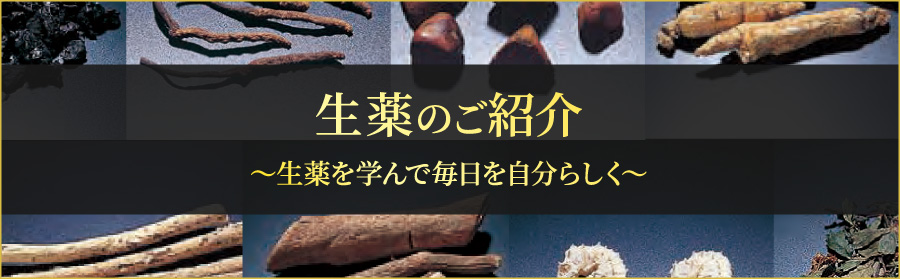生薬のご紹介 〜生薬を学んで毎日を自分らしく〜