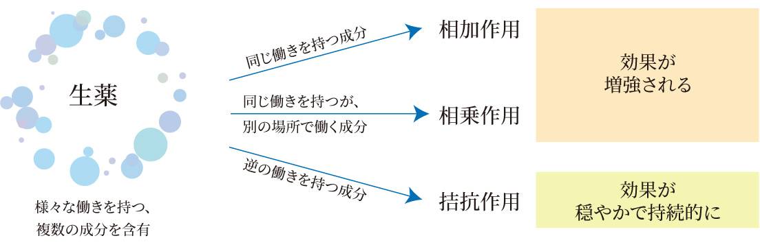 生薬の働きの仕組み