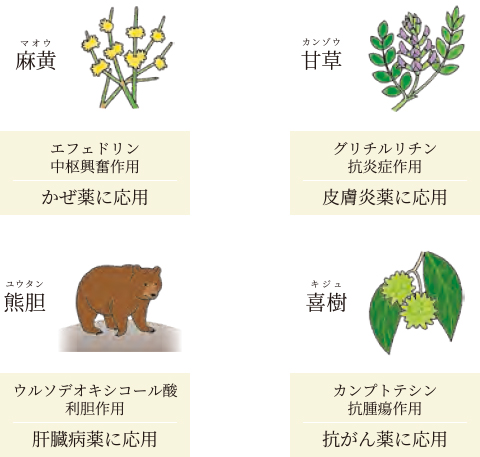 創薬に応用された代表的な生薬