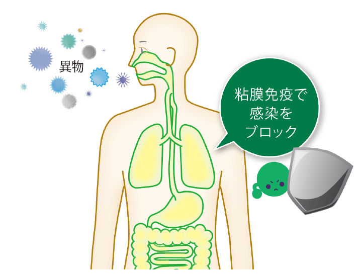 異物から防御「粘膜免疫」